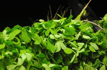 Organic Fenugreek Leaves (मेथी) 1 bunch (250g)
